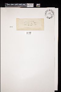 Diatrype americana image