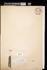 Anisogramma anomala image