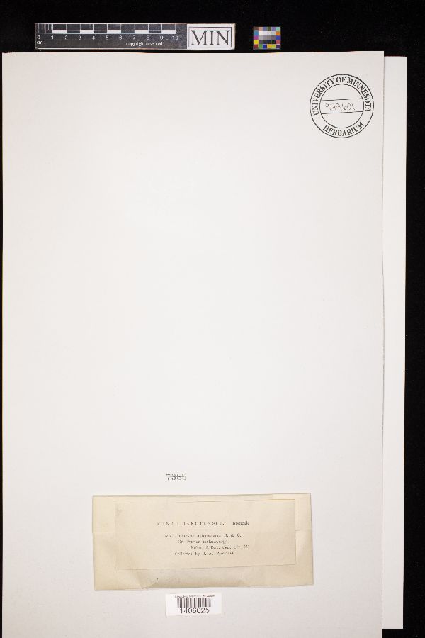 Diatrype asterostoma image