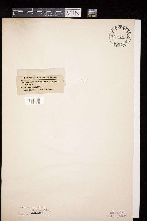 Diatrype berengeriana image