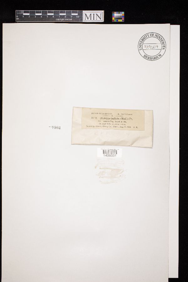 Diatrype bullata image