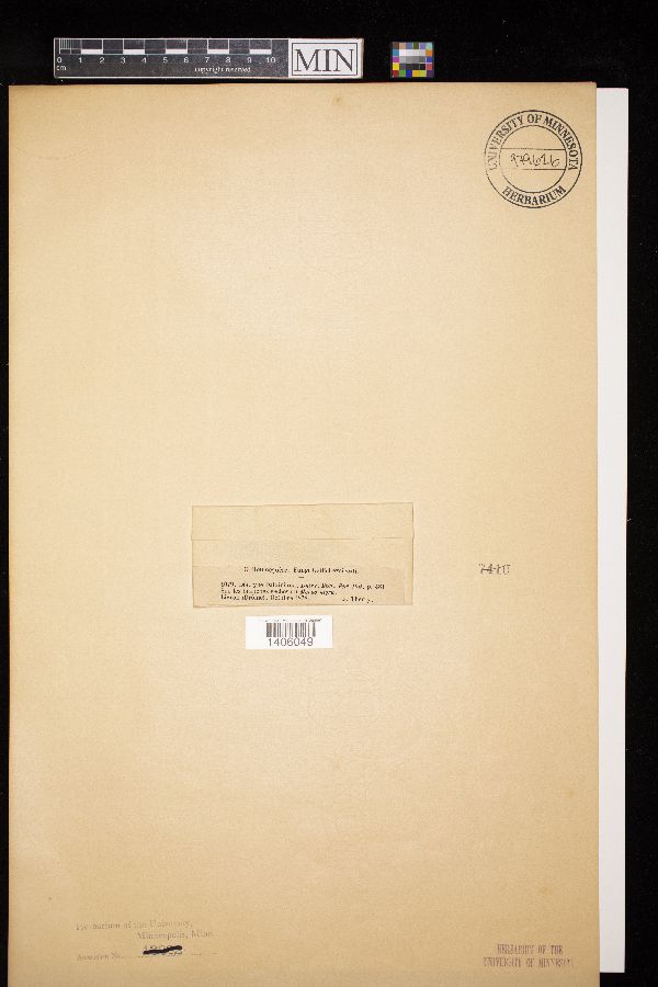 Diatrype daldiniana image