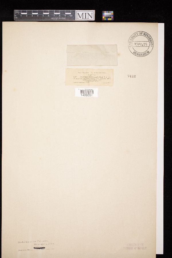 Diatrype dearnessii image