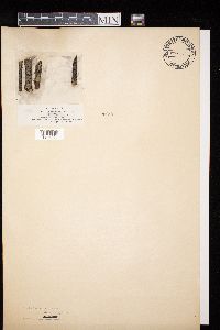 Diatrype durieui image