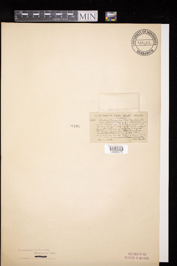 Diatrype frangulae image