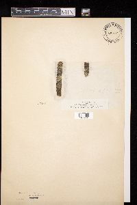 Image Associated With the Occurrence