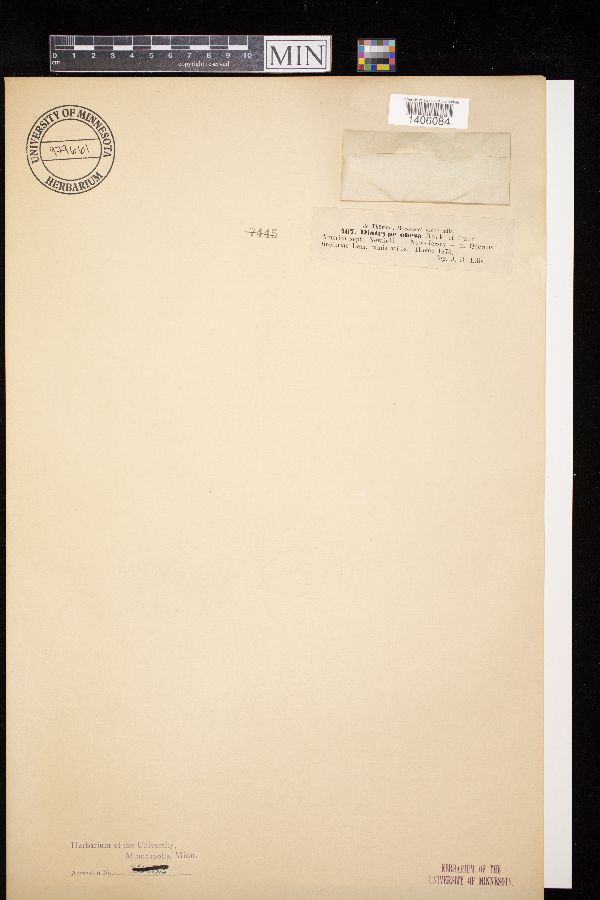 Diatrype obesa image