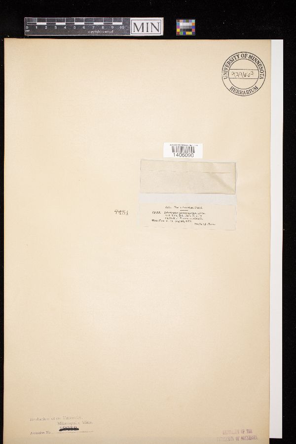 Diatrype prominens image