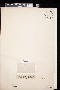 Diatrypella quercina image