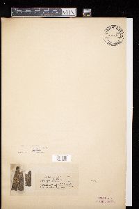 Image Associated With the Occurrence