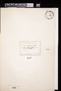 Diatrype stigma image