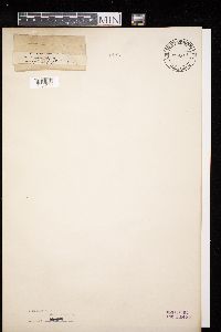 Diatrype stigma image