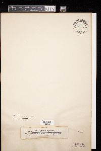 Diatrype stigma image