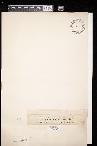 Diatrype stigma image