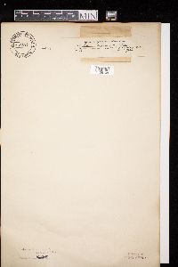 Diatrype stigma image