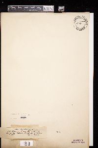 Diatrype stigma image