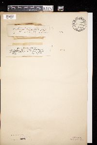 Diatrype stigma image