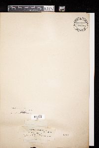 Diatrype stigma image