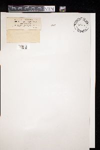 Diatrype stigma image