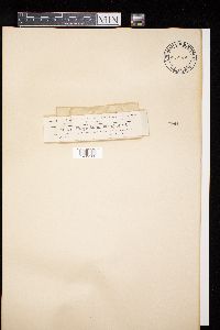 Diatrype stigma image