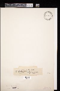 Diatrype stigma image