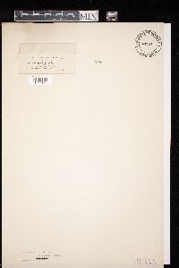 Diatrypella quercina image