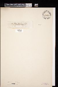 Diatrypella quercina image