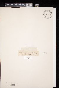 Diatrypella quercina image