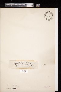 Diatrypella favacea image