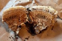Postia ptychogaster image