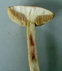Leccinum holopus image