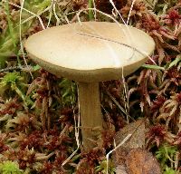 Leccinum holopus image