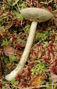 Leccinum holopus image