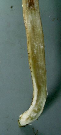 Leccinum holopus image