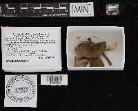 Leccinum holopus image