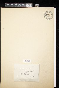 Apiosporina morbosa image