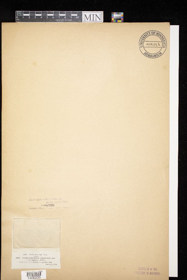 Clathroptychium image