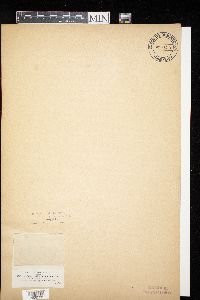 Media resource of Clathroptychium rugulosum