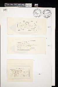 Dictyothyriella heterosperma image