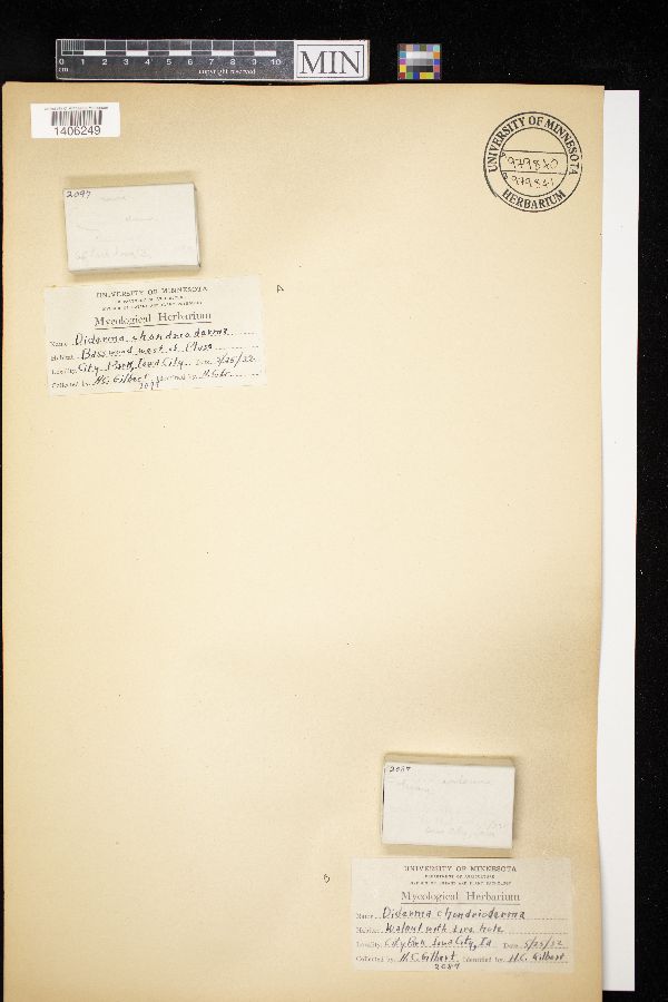 Diderma chondrioderma image