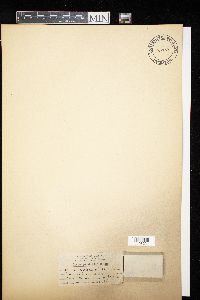 Diderma crustaceum image