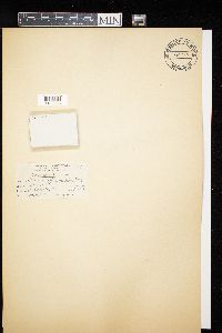 Diderma effusum image