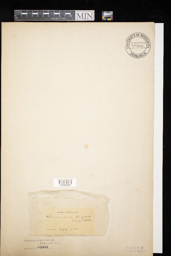 Chondrioderma floriforme image