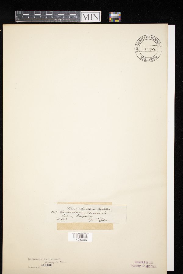 Chondrioderma globosum image