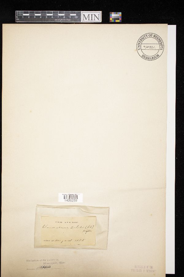 Chondrioderma michelii image