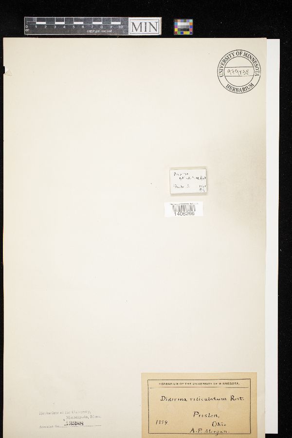 Diderma reticulatum image