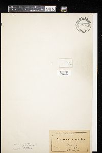 Media resource of Diderma reticulatum