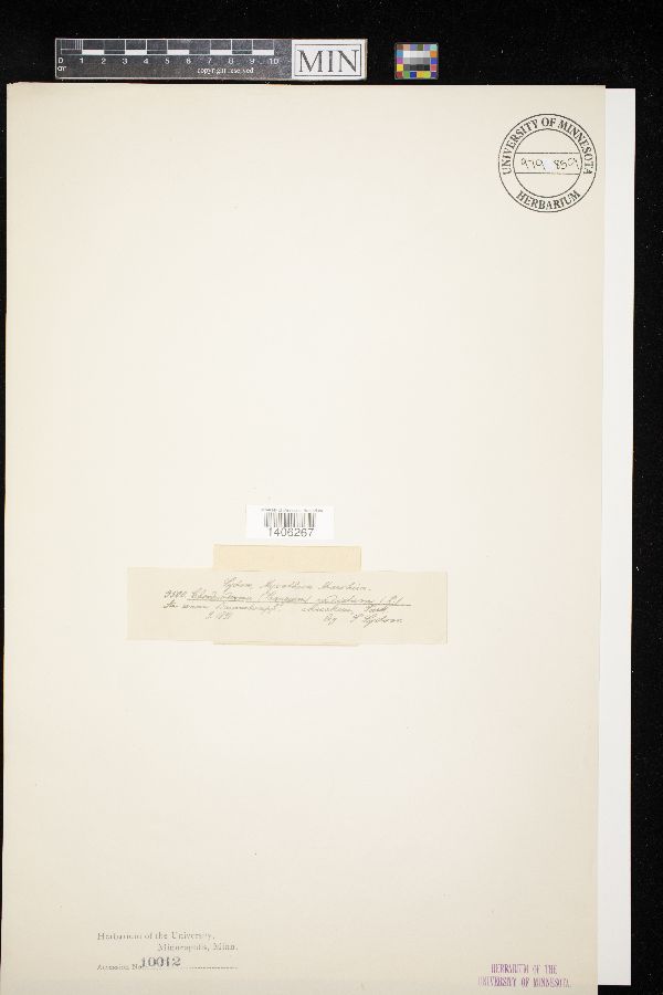 Chondrioderma radiatum image