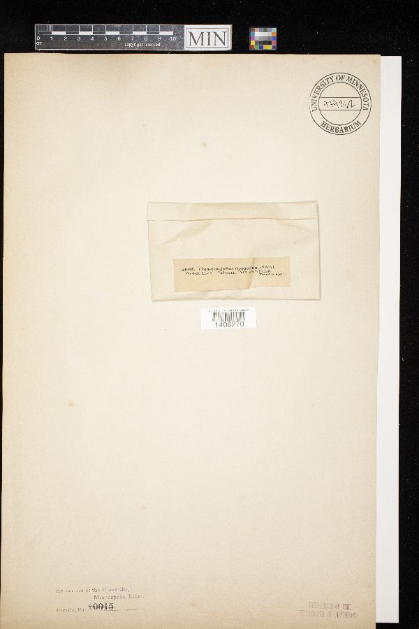 Chondrioderma testaceum image