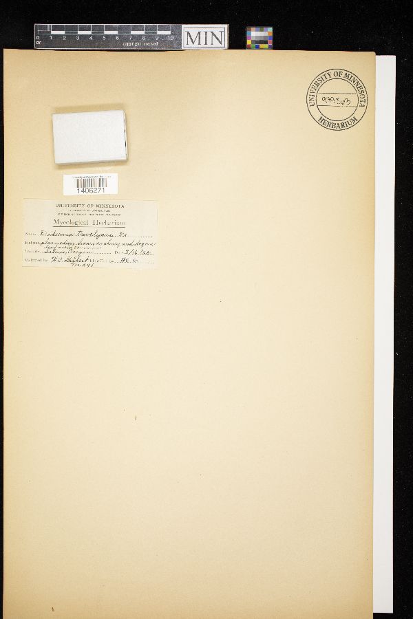 Diderma trevelyani image